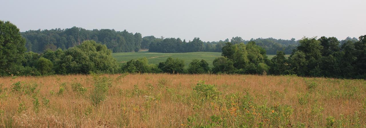 Brandy Station Battlefield