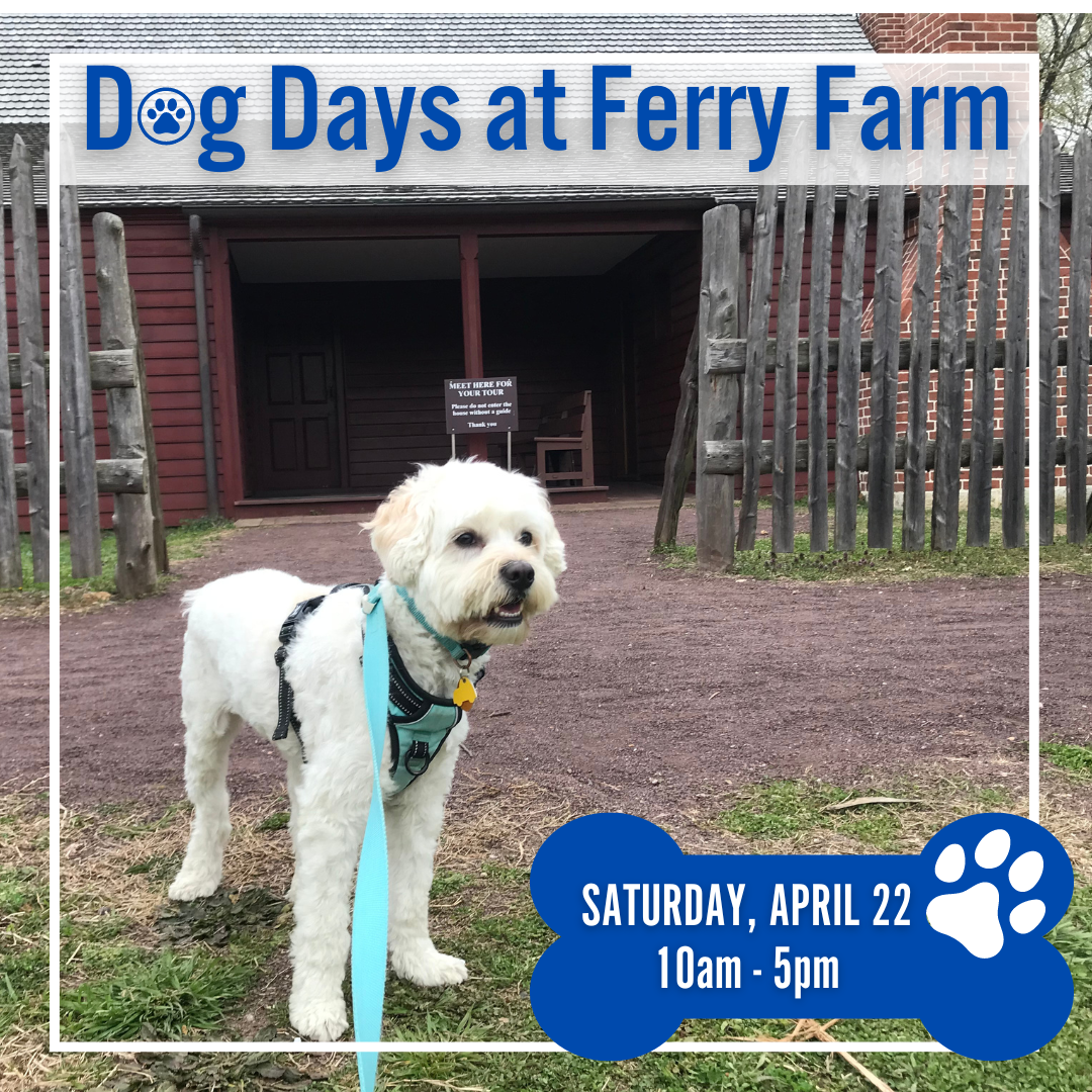 Dog Days at Ferry Farm